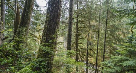 plenty forest in  national park area,Washington,usa.の写真素材