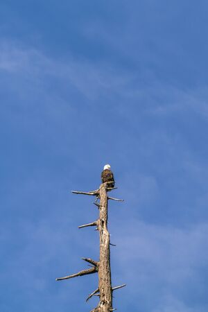 one eagle on the top of the tree against the  blue sky.の写真素材