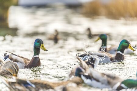 duck swimming in lake in the parkの写真素材