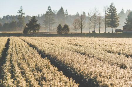 Young pine tree seedling garden landscape in the morning light with fog.の写真素材