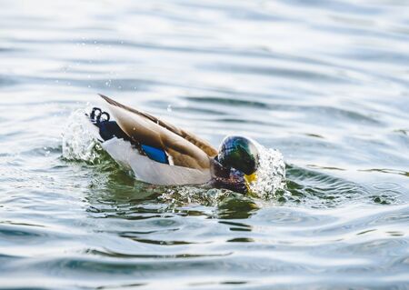 duck swimming in lake in the parkの写真素材