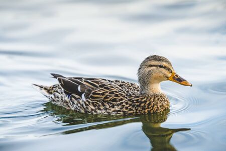 duck swimming in lake in the parkの写真素材