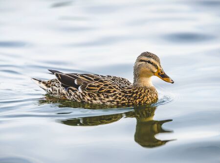 duck swimming in lake in the parkの写真素材