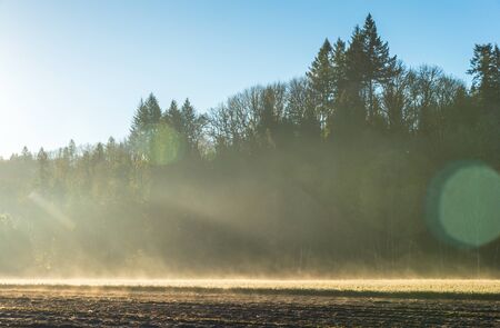 Young pine tree seedling garden landscape in the morning light with fog.の写真素材