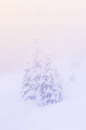 snow covered a tree in winter season with sunset light with the fog in the sky.の写真素材