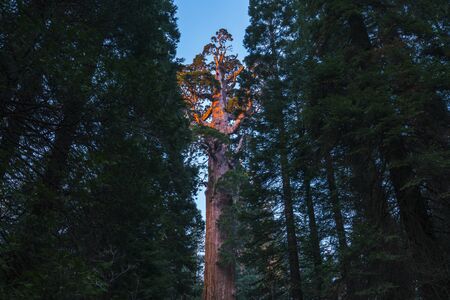 giant trees in sequoia   national park,california,usa.の写真素材