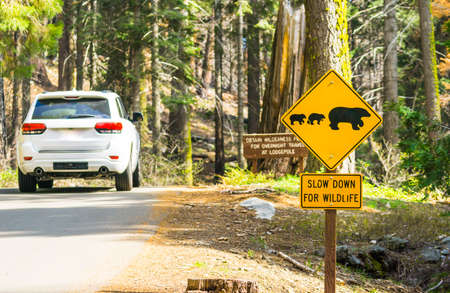 bear sign on the road in national park.の写真素材