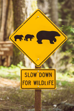 bear sign on the road in national park.の写真素材