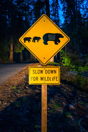 bear sign on the road at night.の写真素材