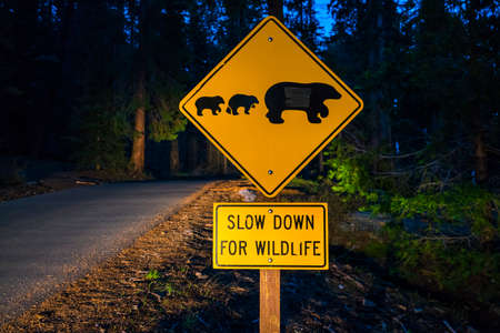 bear sign on the road at night.の写真素材