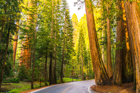 road in sequoia national park,sequoia np,california,usa.