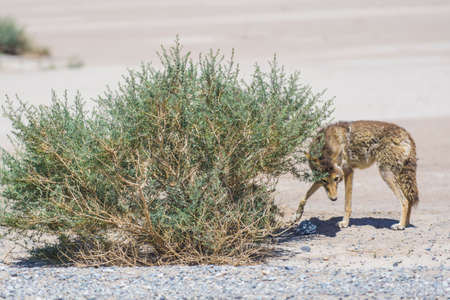 coyote stalk on roadside  in desert area.の写真素材