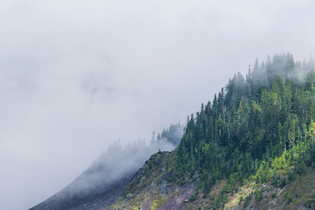 foggy over  forrest in the evening.