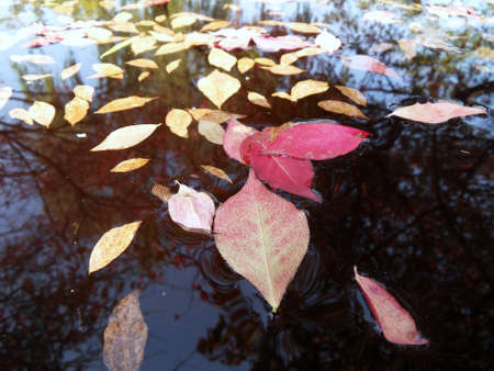 The color of Autumnの写真素材