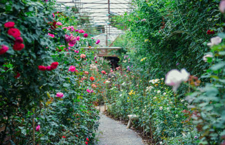 Rose Garden in the greenhouse and walkways for a variety of flowers and Green backgroundの写真素材