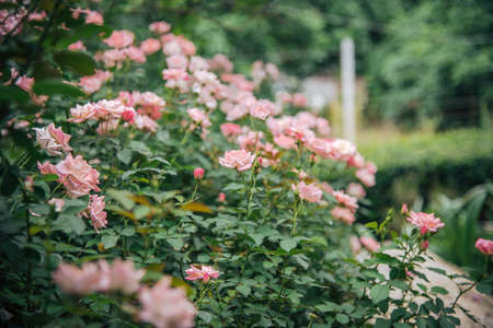 Pink rose selective focus and bokeh.  for valentine day.の写真素材