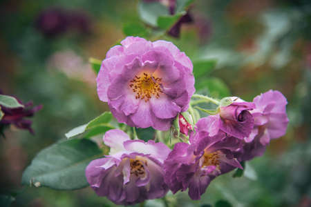 rose in garden english style have a variety of species for valentine day