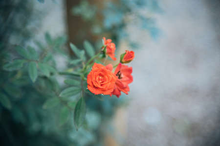 rose in garden english style have a variety of species for valentine day