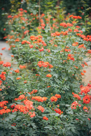 rose in garden english style have a variety of species for valentine dayの写真素材