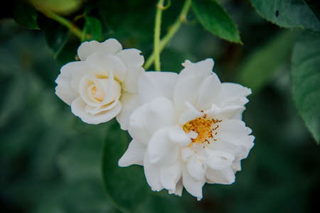 rose in garden english style have a variety of species for valentine dayの写真素材