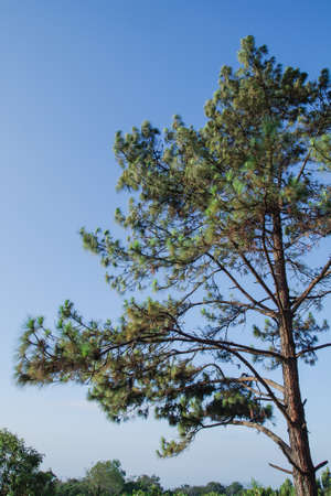 Big pine tree blue sky background isolateの写真素材