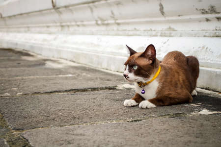 Brown cat with yellow  collar sitting and looking for somethingの写真素材