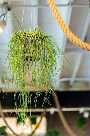 a decoration item is Tillandsia leaf with branchの写真素材