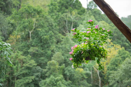 A pot of pink flower background with green color and forest