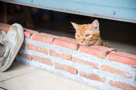 Little cat looking for something nearby shoe.の写真素材