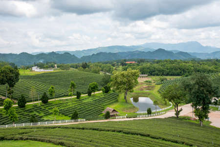 Green tea field with sky background and poolの写真素材