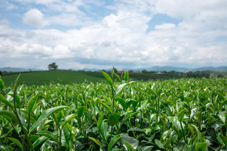 Green tea leaf with sky background around with green tea field