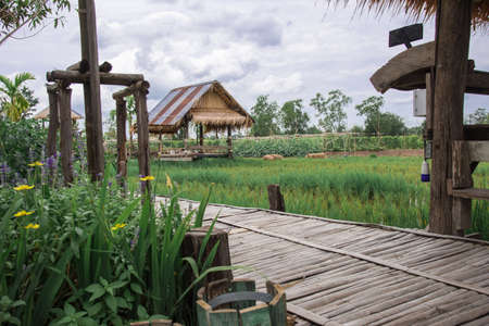 Rice fields and wooden huts amidst nature and sky at Thailand in Pathumthani provice.の写真素材