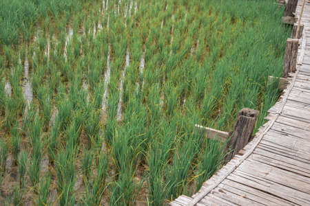 Rice fields and wooden huts amidst nature and sky at Thailand in Pathumthani provice.の写真素材