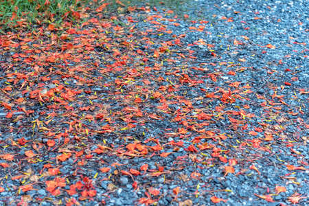 A flower on the stone ground for made background or space the text.の写真素材