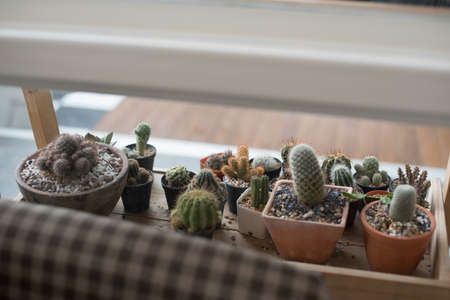 Cactus on wooden shelf.の写真素材