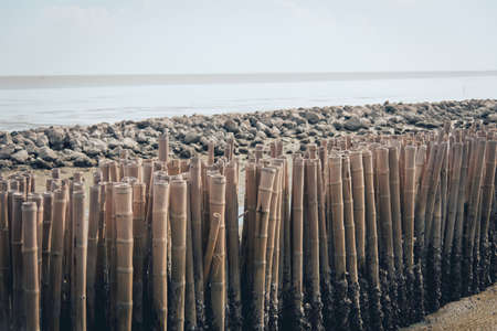 Beach with stone and bamboo between sea and dirt. Sea erosion barrierの写真素材