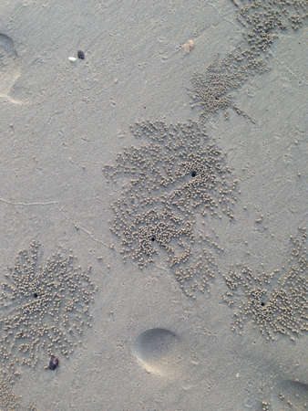 Crabs eggs at Langkawiの素材