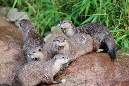 Group of wet Asian small-clawed otters の写真素材