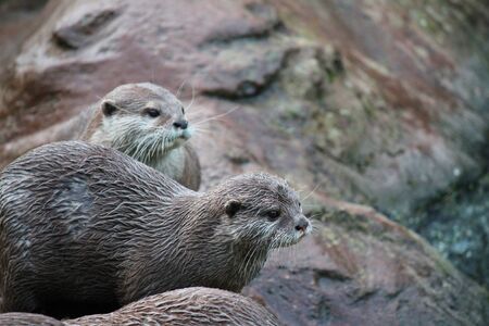 Group of wet Asian small-clawed otters の写真素材