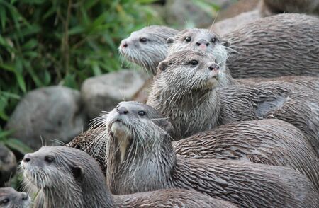 Group of wet Asian small-clawed otters の写真素材
