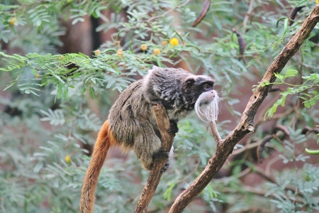 Cheeky Emperor Tamarin monkey climbing tree