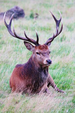 red deer stag in forest landscape of bushy parkの写真素材
