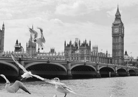 westminster big ben with seagullsのeditorial素材