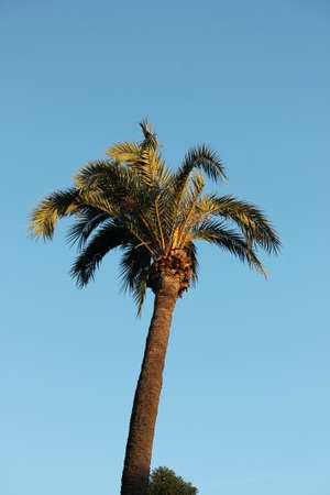 palm tree against skyの写真素材