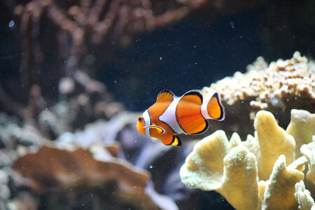 clown fishの写真素材