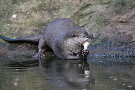 Wet otter eating a fish on edge of riverの写真素材