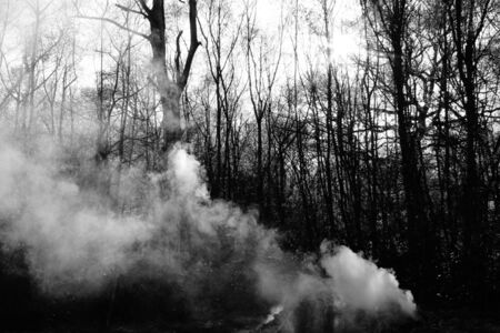 bonfire on edge of woodland の写真素材