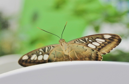 great spangled fritillary butterfly - Stock Photoの写真素材