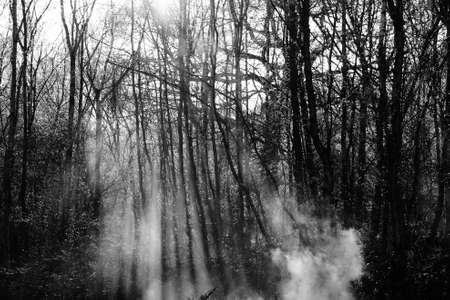 smoke woods tree plume swirlの写真素材