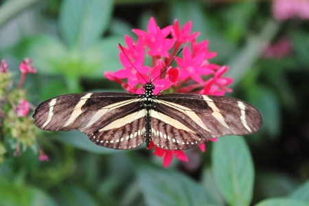 zebra longwing butterfly
